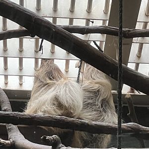 Argyle the Two-toed Sloth