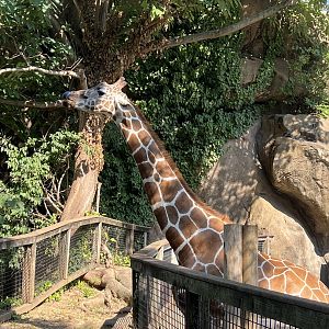 Stella the Giraffe sticking her tongue out