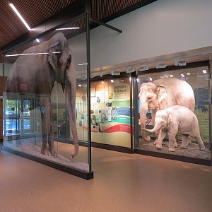 Forest Hall in Elephant Lands