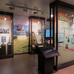 Forest Hall in Elephant Lands