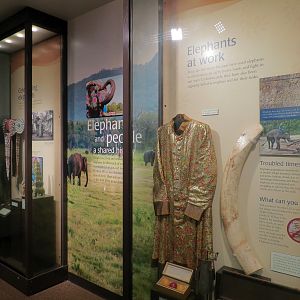 Forest Hall in Elephant Lands