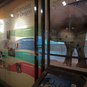 Forest Hall in Elephant Lands