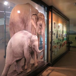 Forest Hall in Elephant Lands