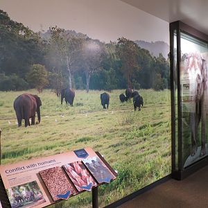 Forest Hall in Elephant Lands