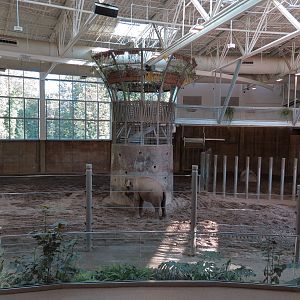 Forest Hall in Elephant Lands