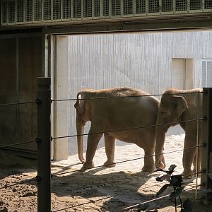 Forest Hall in Elephant Lands