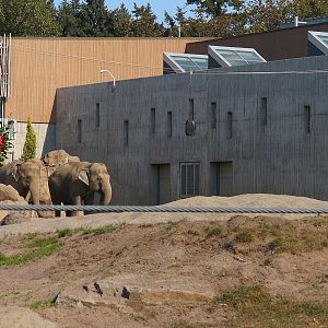 Forest Hall in Elephant Lands