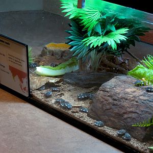 Insect Zoo in Nature Exploration Station