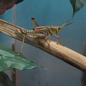 Insect Zoo in Nature Exploration Station