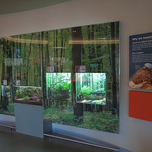 Insect Zoo in Nature Exploration Station
