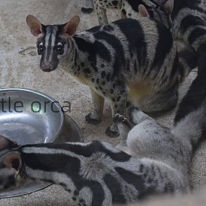 Owston's palm civet (Chrotogale owstoni)