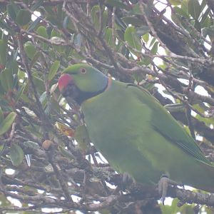 Echo parakeet black river national park male