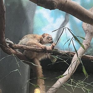 R.I.P. Bardot the blue eyed lemur 3/13/1990-11/11/2022