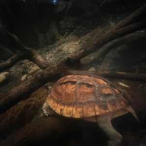 Golden Coin Turtle(also known as Chinese three-striped box turtle)