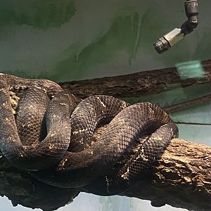 Solomon Island Tree Boa