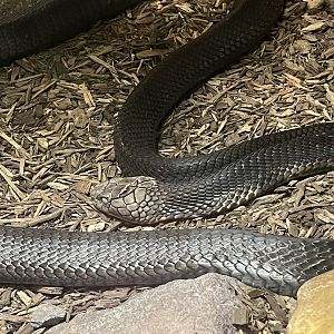 R.I.P. King Cobra October 1, 2022