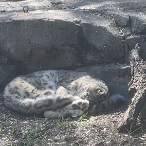 Snow Leopard
