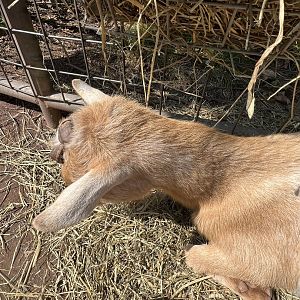 Buckley the Nigerian Dwarf Goat