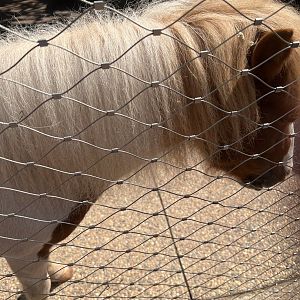 Red the Miniature Horse