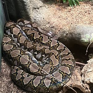 Reticulated Python
