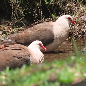 pink pigeon bathing  blsck river national park
