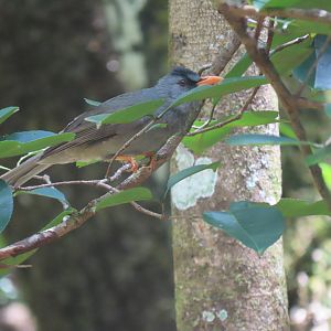 mauritius bullbyl feerney