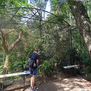 Currassow aviary
