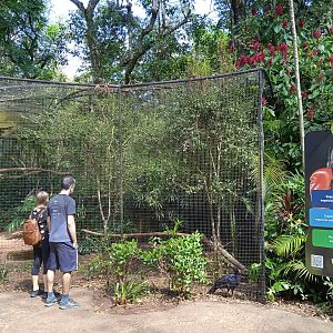 Currassow aviary