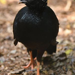 Red-billed Curassow Crax blumenbachii