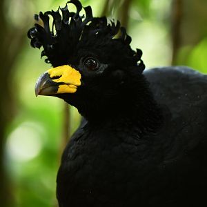 Bare-faced Curassow Crax fasciolata