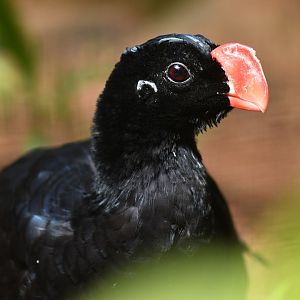 "Alagoas" Curassow Mitu mitu