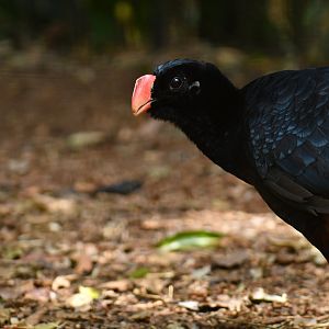 "Alagoas" Curassow Mitu mitu