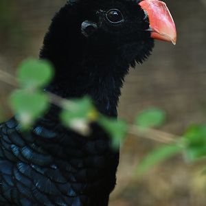 "Alagoas" Curassow Mitu mitu