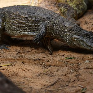 Broad-snouted caiman (Caiman latirostris)