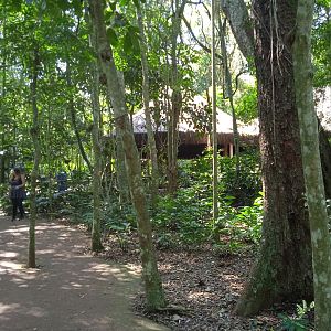 Visitor path in the Mata Atlantica