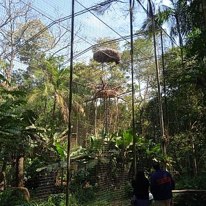 Harpy eagle aviary