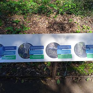 Details of the harpy eagle sign