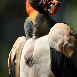 King Vulture Sarcoramphus papa