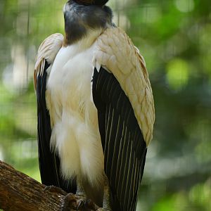 King Vulture Sarcoramphus papa