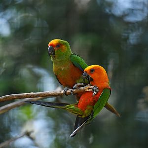 Golden-capped Parakeet Aratinga auricapillus and