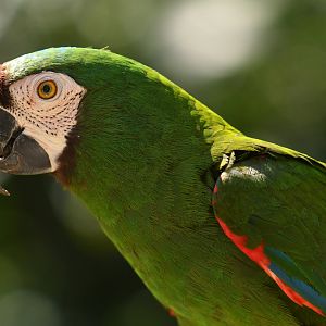 Chestnut-fronted Macaw Ara severus
