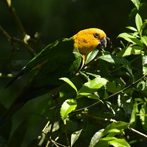 Jandaya Parakeet Aratinga jandaya