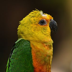 Jandaya Parakeet Aratinga jandaya