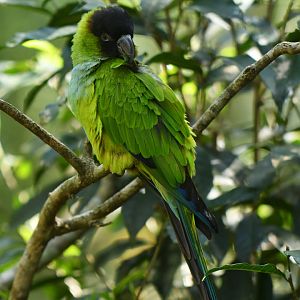 Nanday Parakeet Aratinga nenday