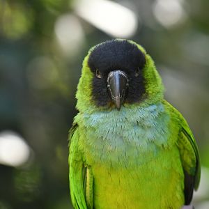 Nanday Parakeet Aratinga nenday