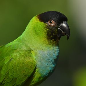 Nanday Parakeet Aratinga nenday