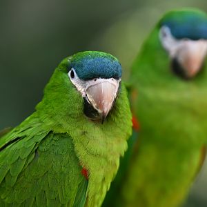 Red-shouldered Macaw Diopsittaca nobilis