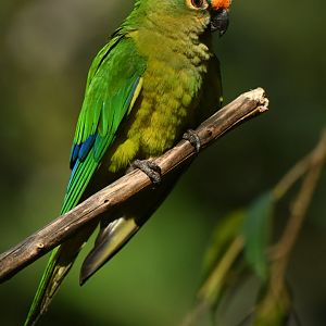 Peach-fronted Parakeet Eupsittula aurea