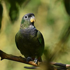 Scaly-headed Parrot Pionus maximiliani