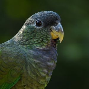 Scaly-headed Parrot Pionus maximiliani